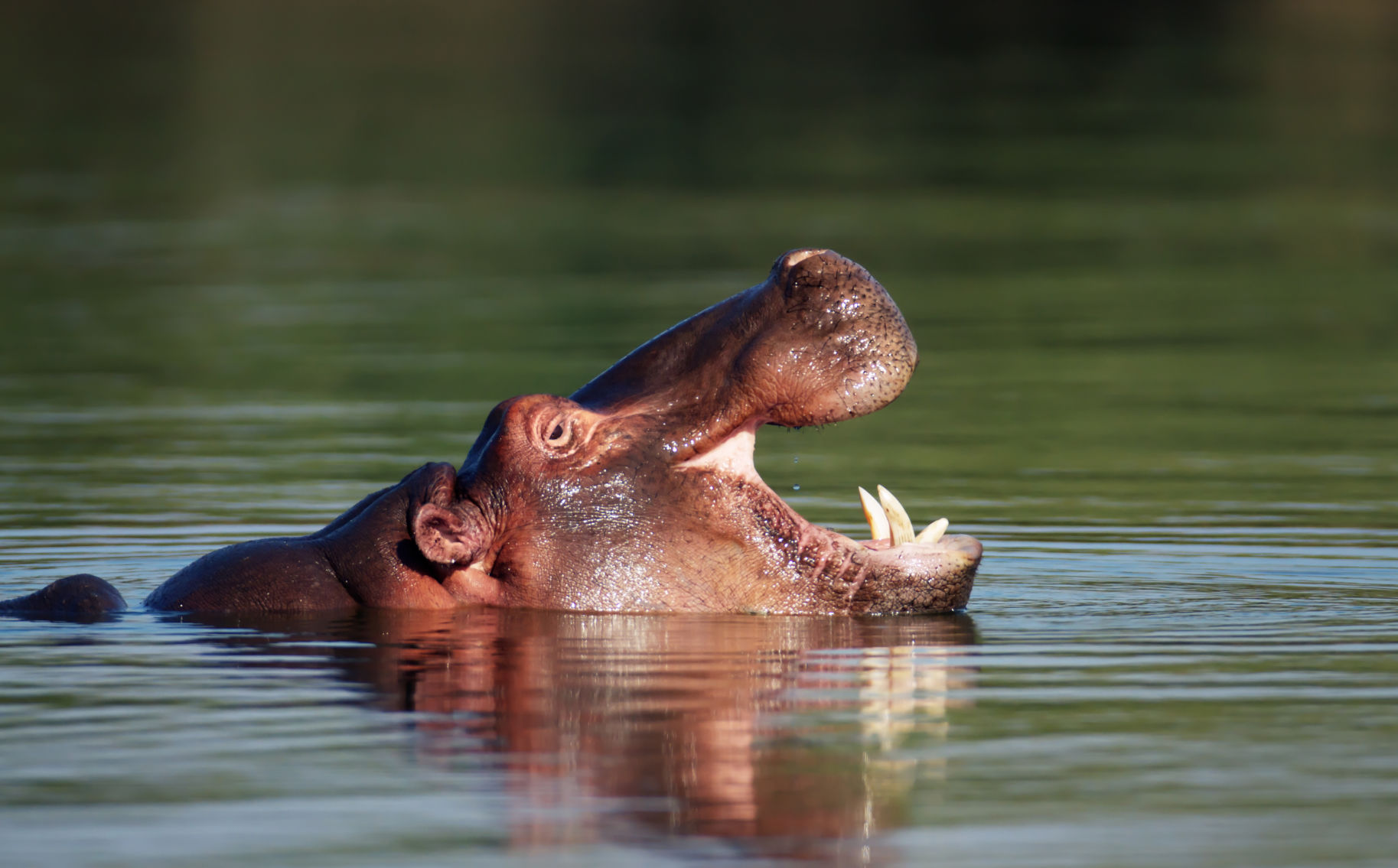 Hippopotamus Fact #15